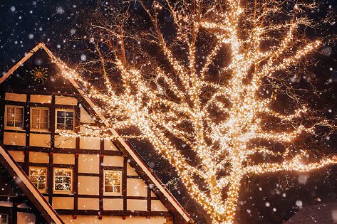 Weihnachtlich illuminierter Baum über Fachwerkhäusern in Bad Sassendorf
